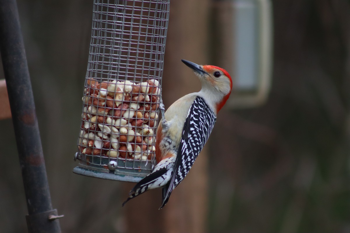 Red-bellied Woodpecker - ML614624192