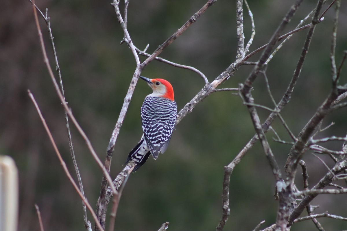 Red-bellied Woodpecker - ML614624202