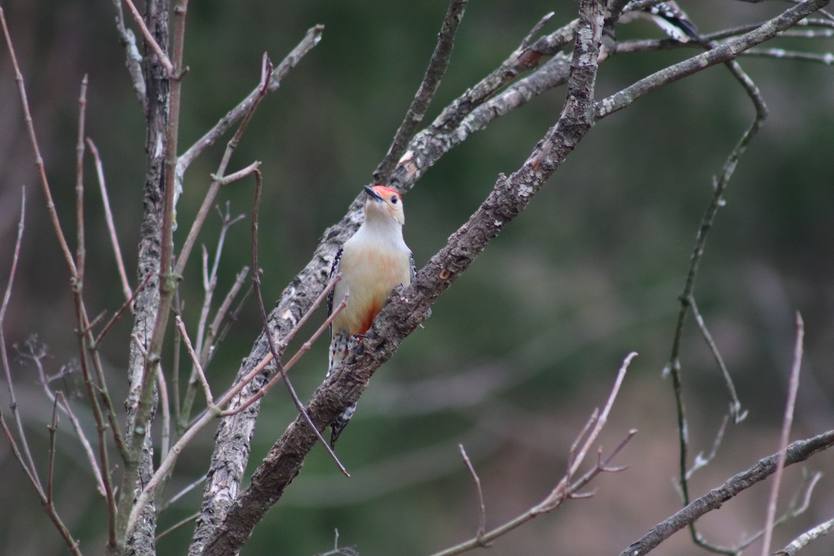 Red-bellied Woodpecker - ML614624205