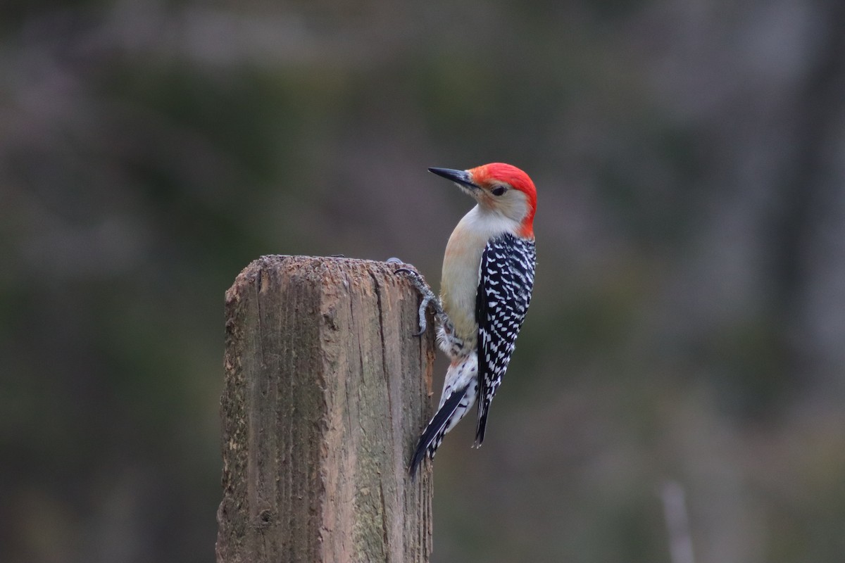 Red-bellied Woodpecker - ML614624206