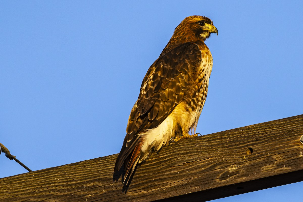 Red-tailed Hawk - ML614624227