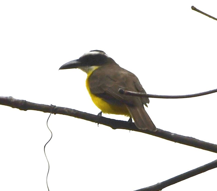 Boat-billed Flycatcher - ML614624230