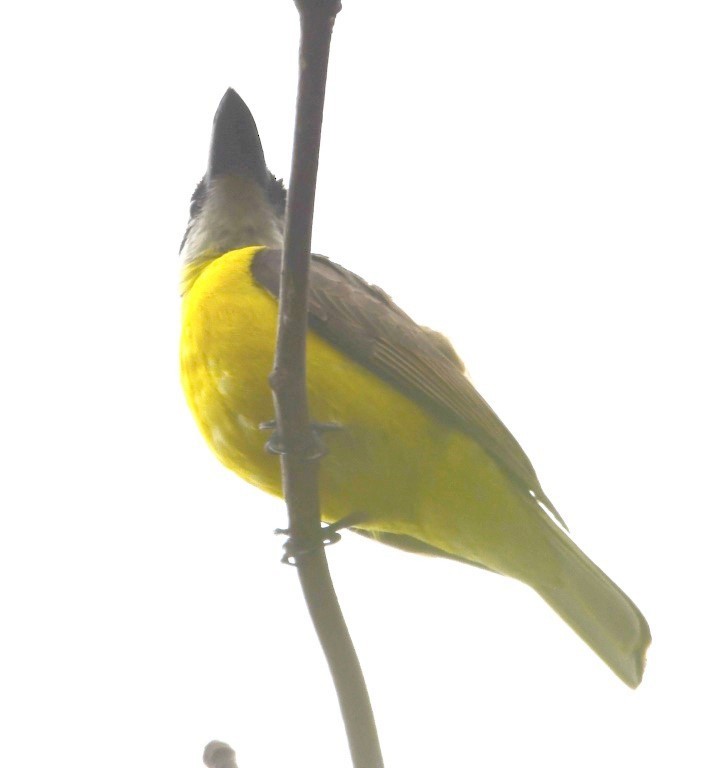 Boat-billed Flycatcher - Steve Davis