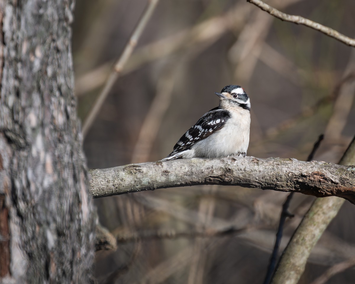 Downy Woodpecker - ML614624324