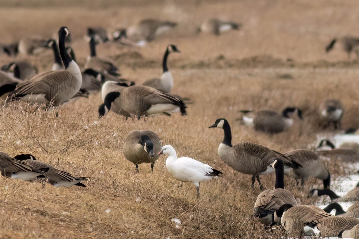 Ross's Goose - ML614624332