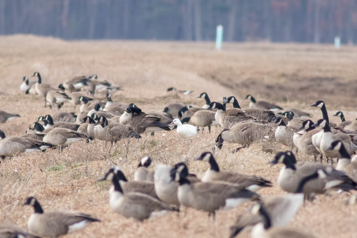 Ross's Goose - ML614624333