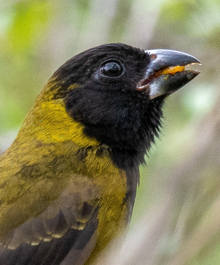 Crimson-collared Grosbeak - ML614624367