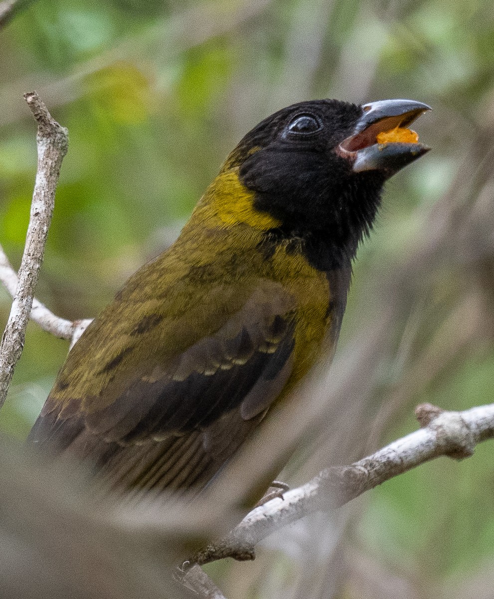 Crimson-collared Grosbeak - Michael  Hingerty