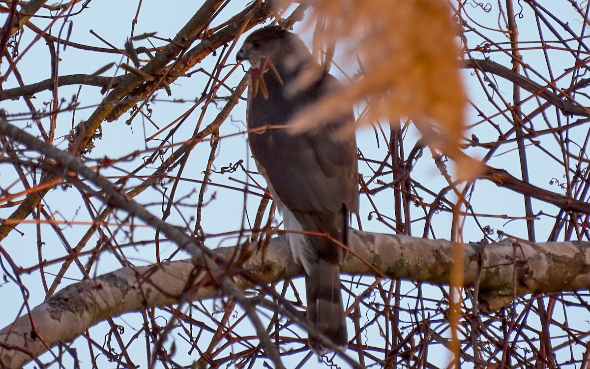 Cooper's Hawk - ML614624402