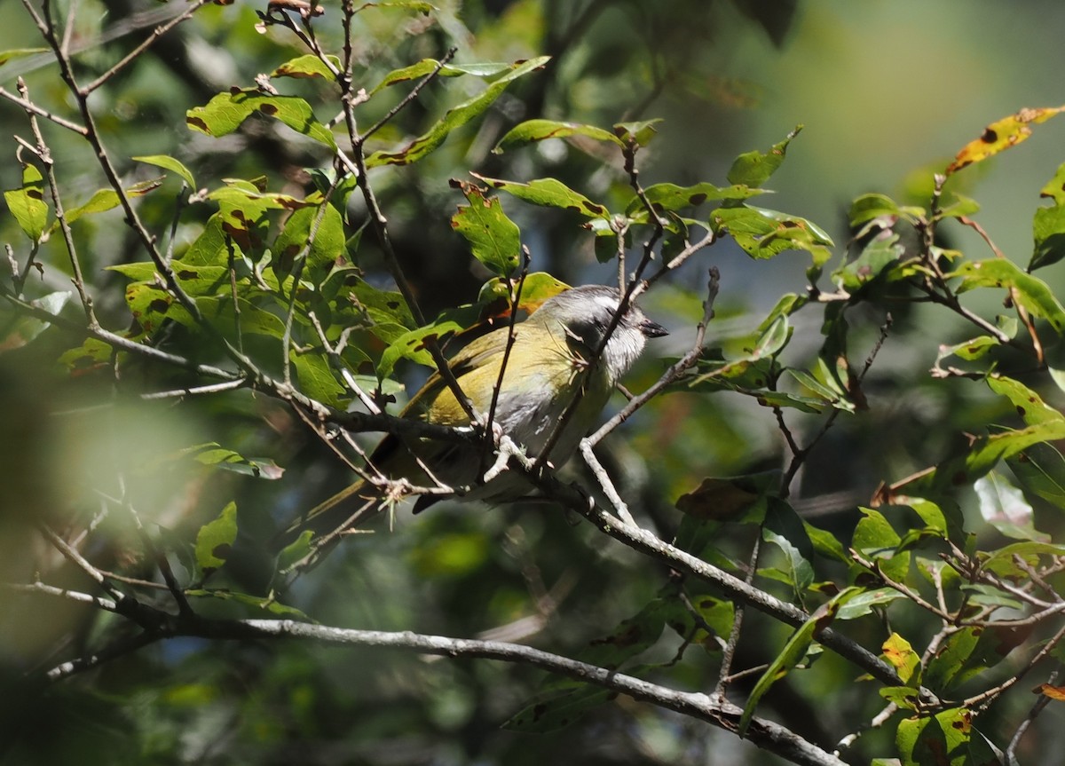 Common Chlorospingus (Middle America) - Scott (瑞興) LIN(林)