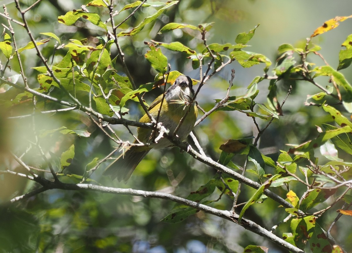 Common Chlorospingus (Middle America) - ML614624468