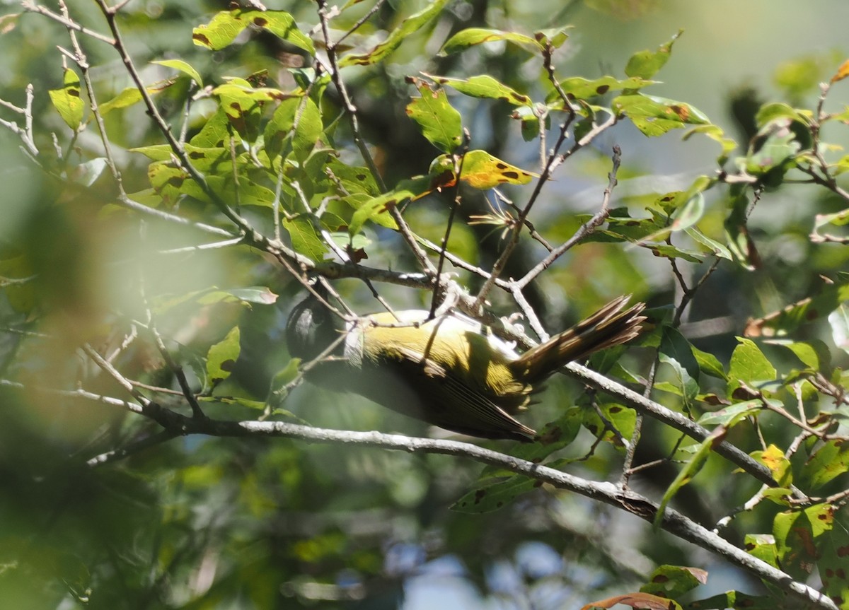 Clorospingo Común (grupo postocularis) - ML614624469