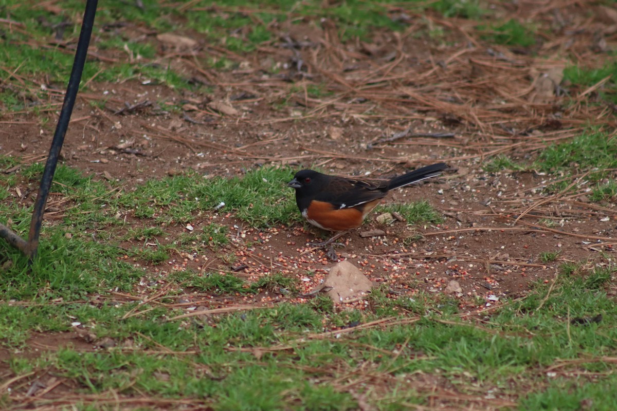 Eastern Towhee - ML614624584