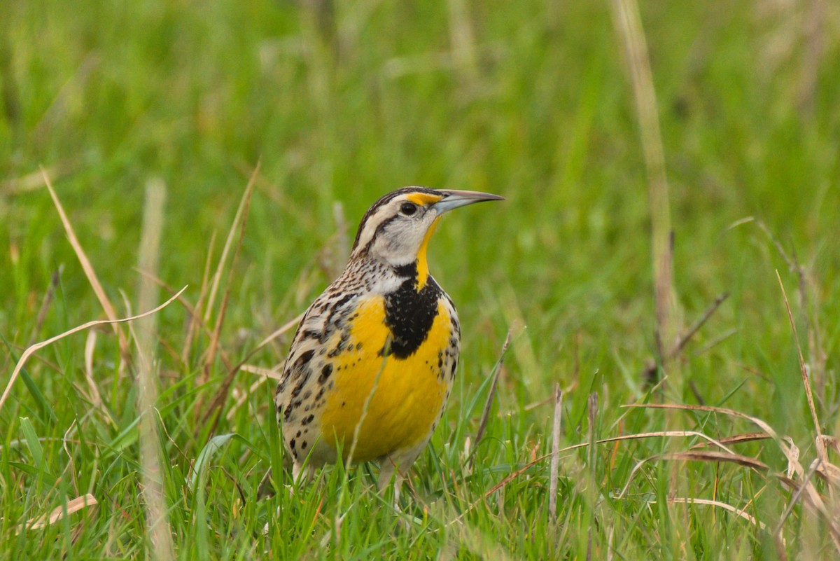 Eastern Meadowlark - Donald Fullmer