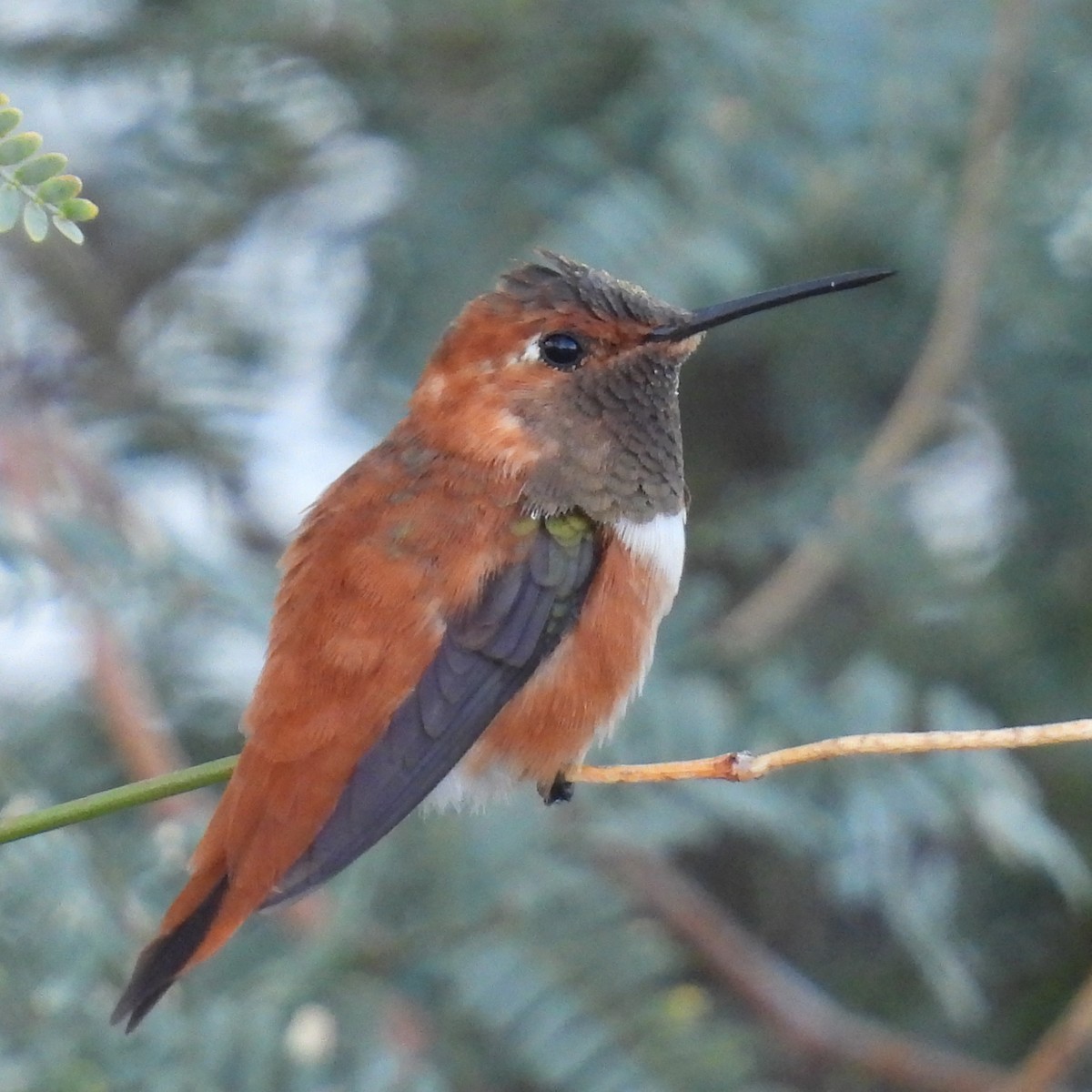 Rufous Hummingbird - ML614624623