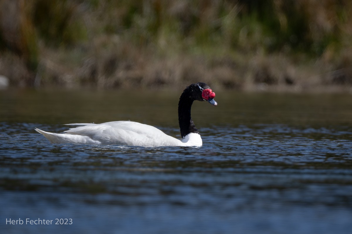 Black-necked Swan - ML614624631