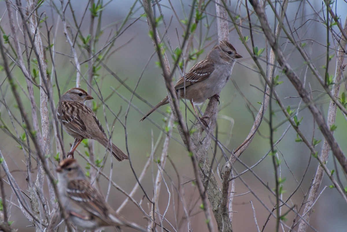 White-crowned Sparrow - ML614624638