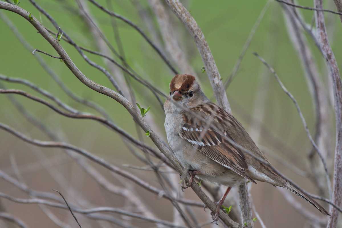 White-crowned Sparrow - ML614624644