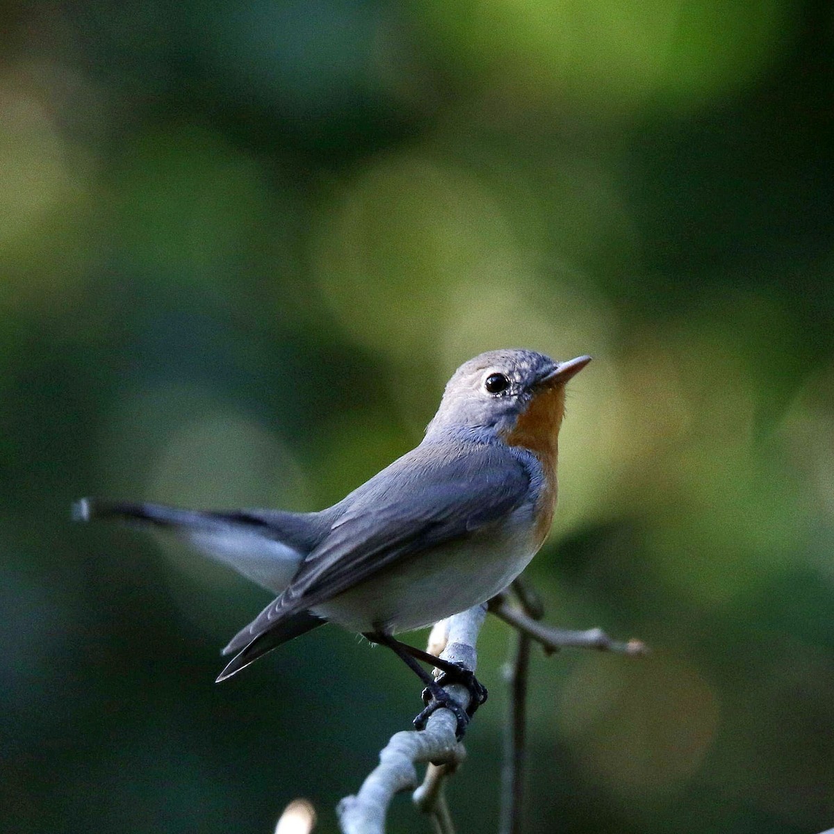 Red-breasted Flycatcher - ML614624658
