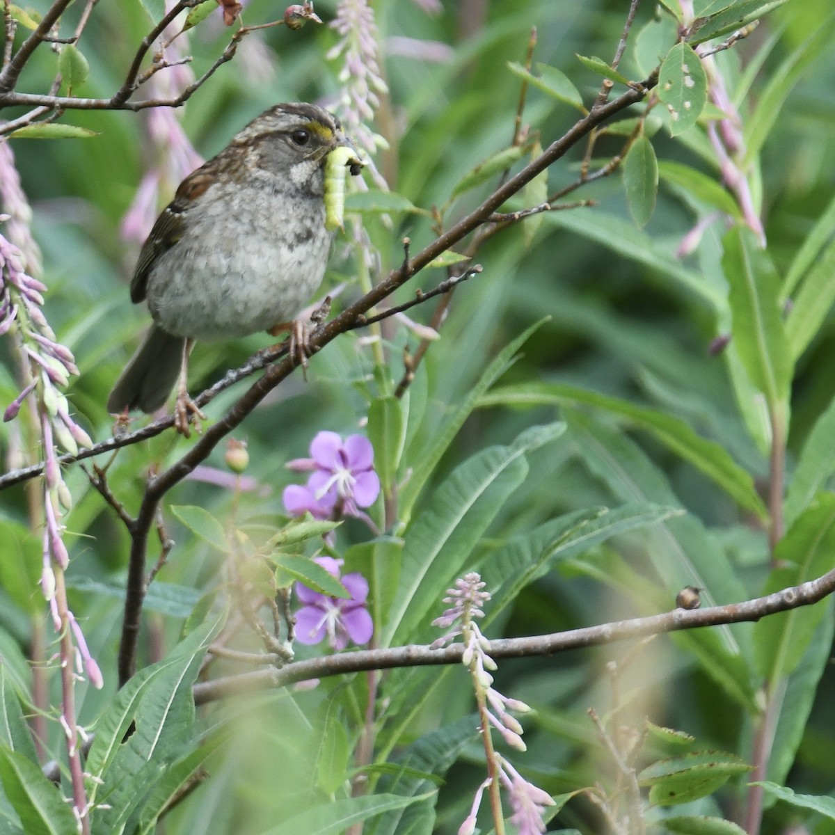 White-throated Sparrow - Laura  Wolf