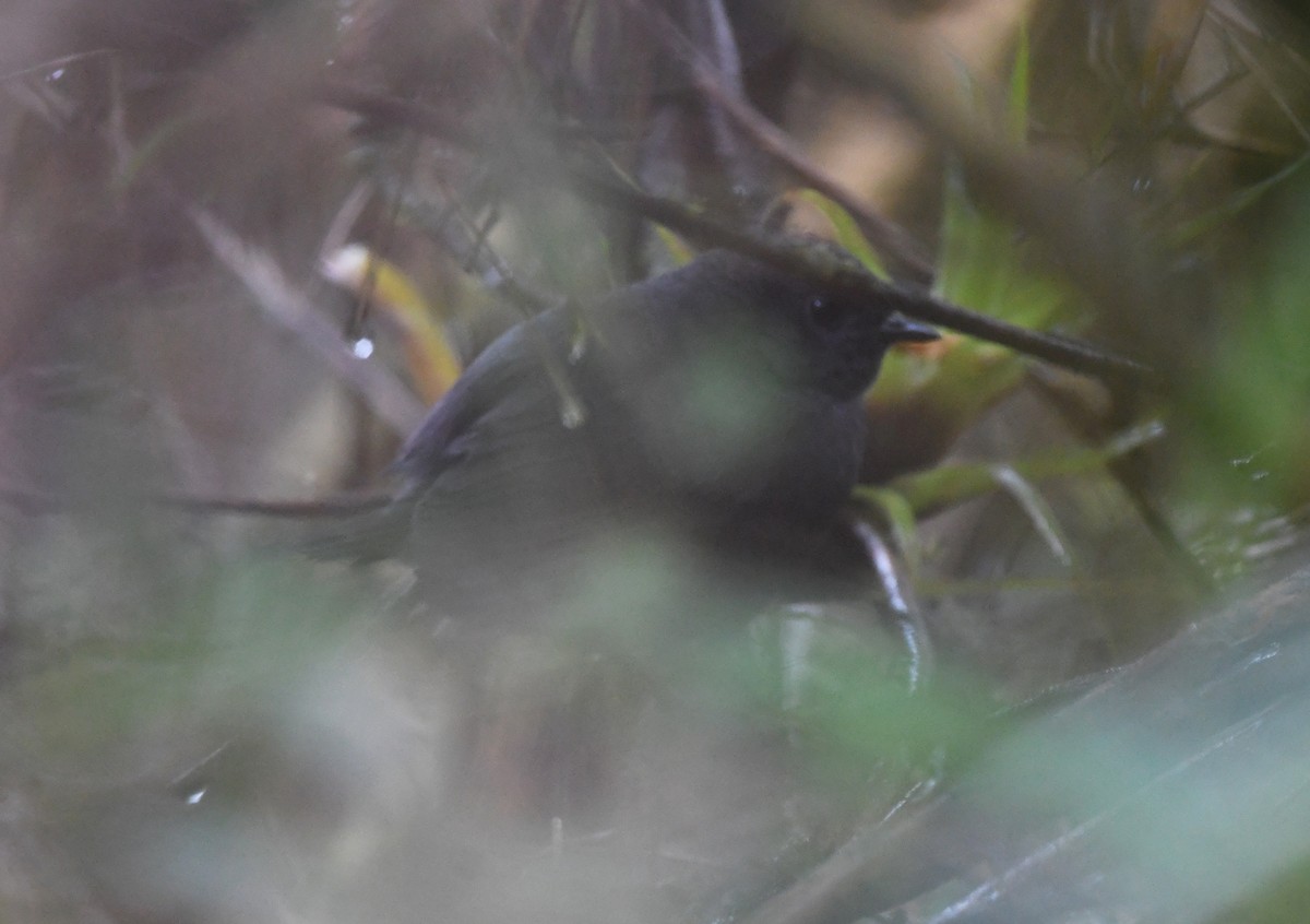 Utcubamba Tapaculo - ML614624739