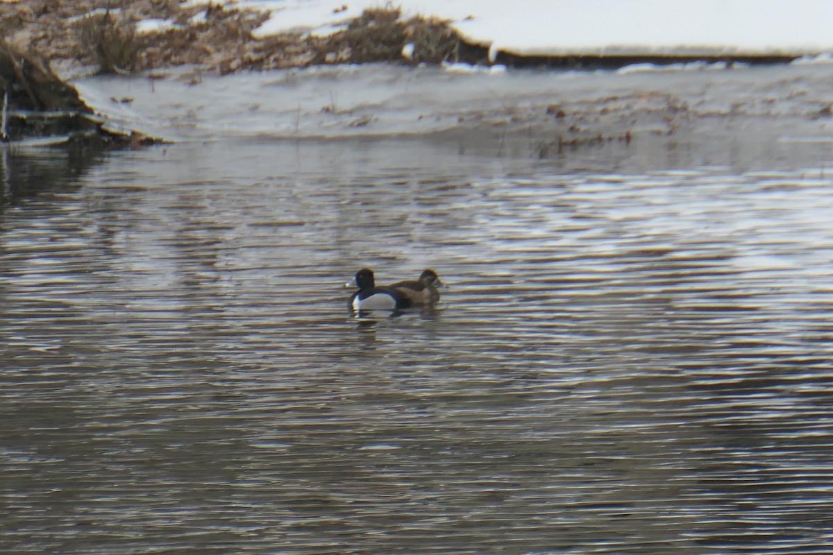 Ring-necked Duck - Cecile Boucher