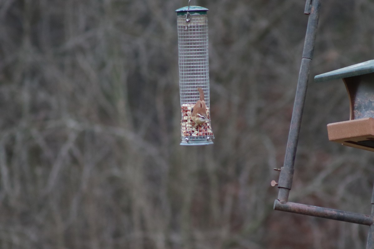 Carolina Wren - ML614624770