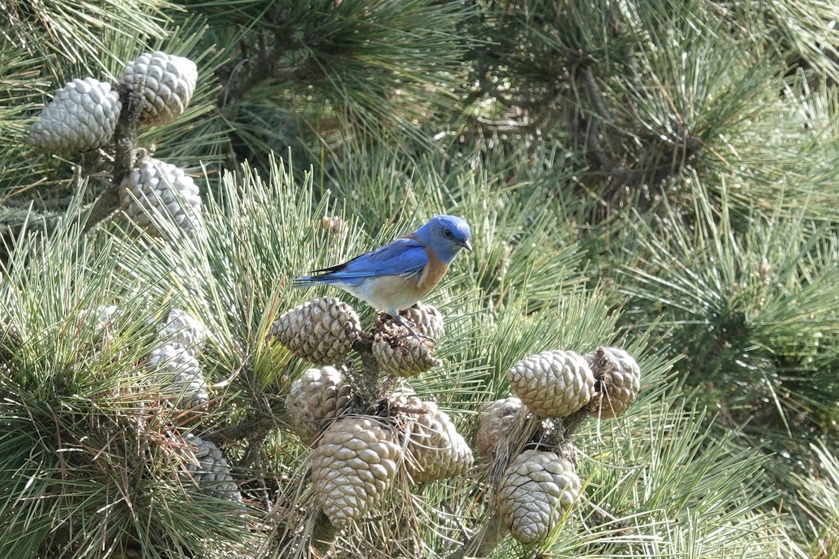 Western Bluebird - ML614624815