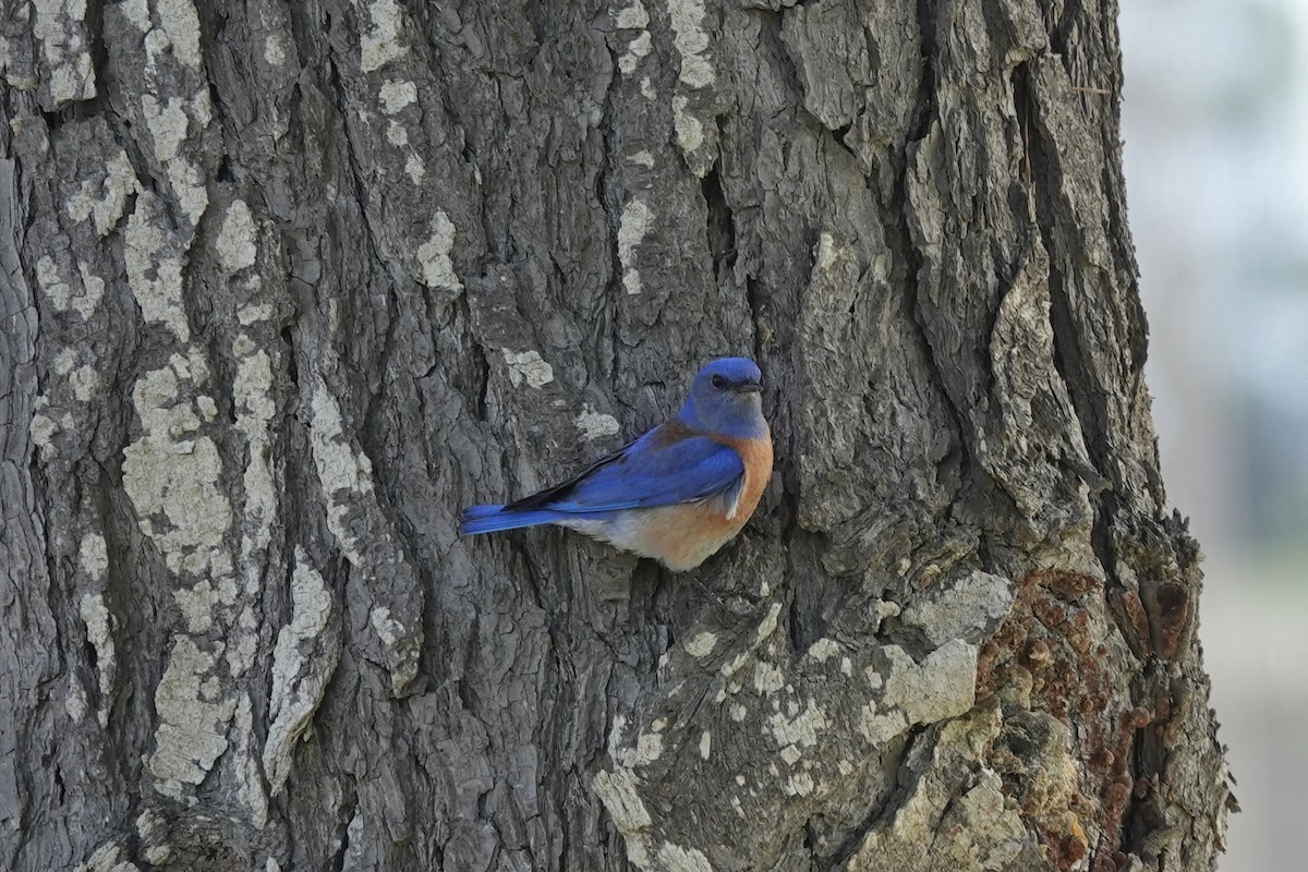 Western Bluebird - Willem Van Bergen