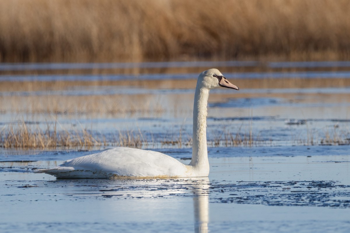 Mute Swan - Lyall Bouchard