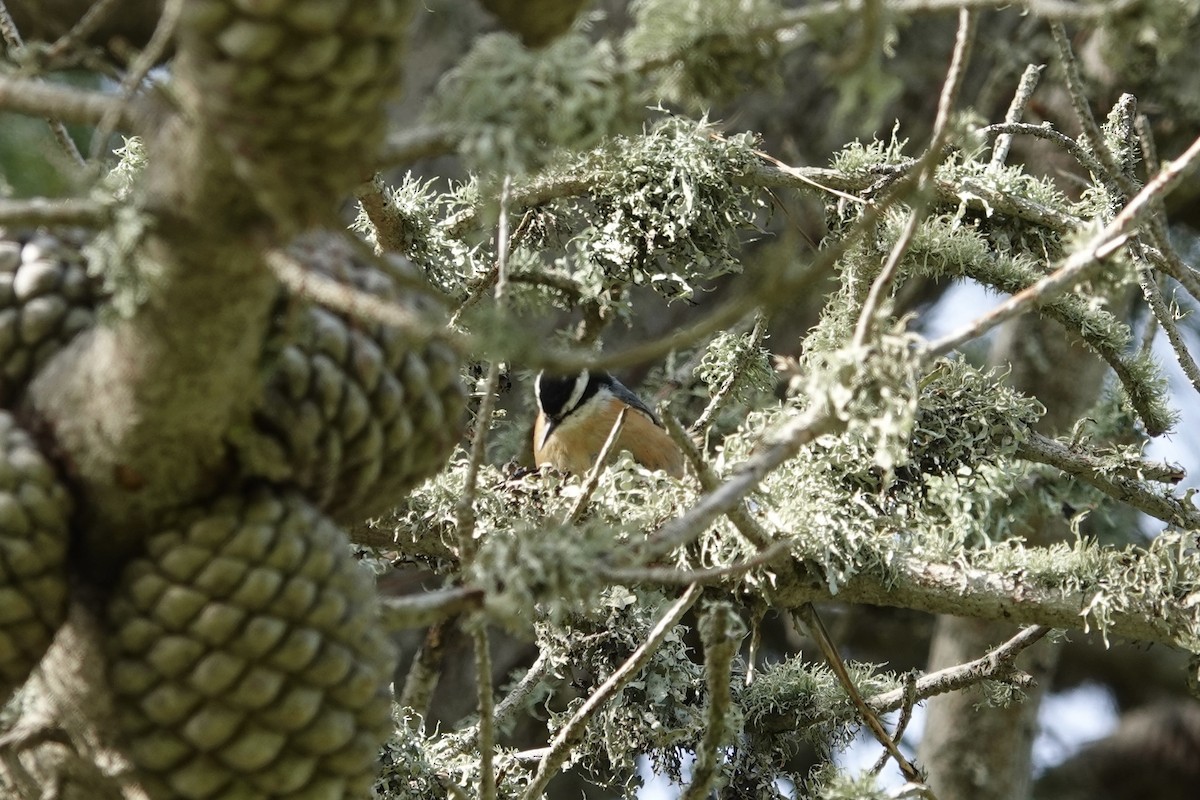 Red-breasted Nuthatch - Willem Van Bergen