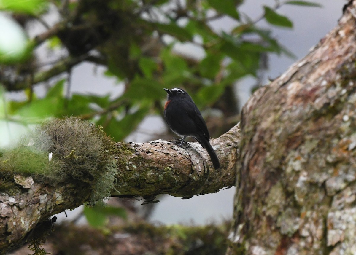 Pitajo Negro (thoracica/angustifasciata) - ML614624888