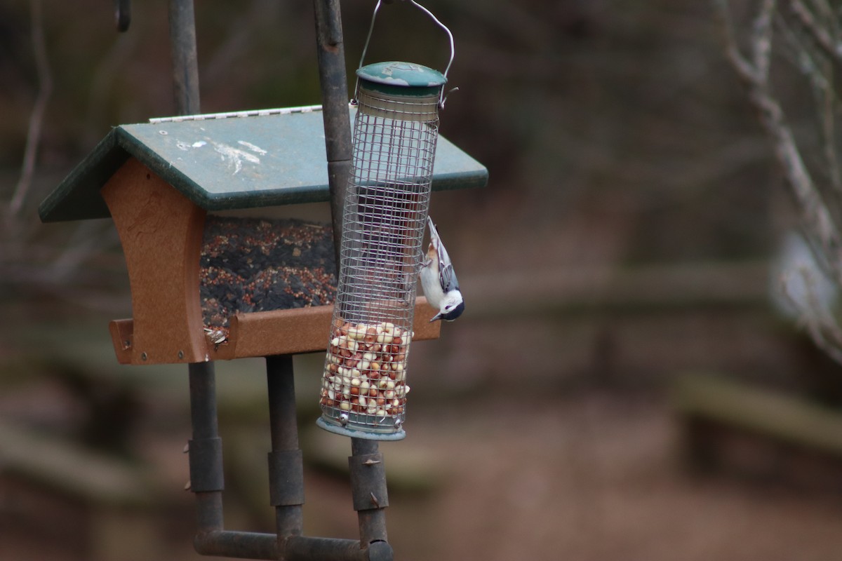 White-breasted Nuthatch - ML614624899
