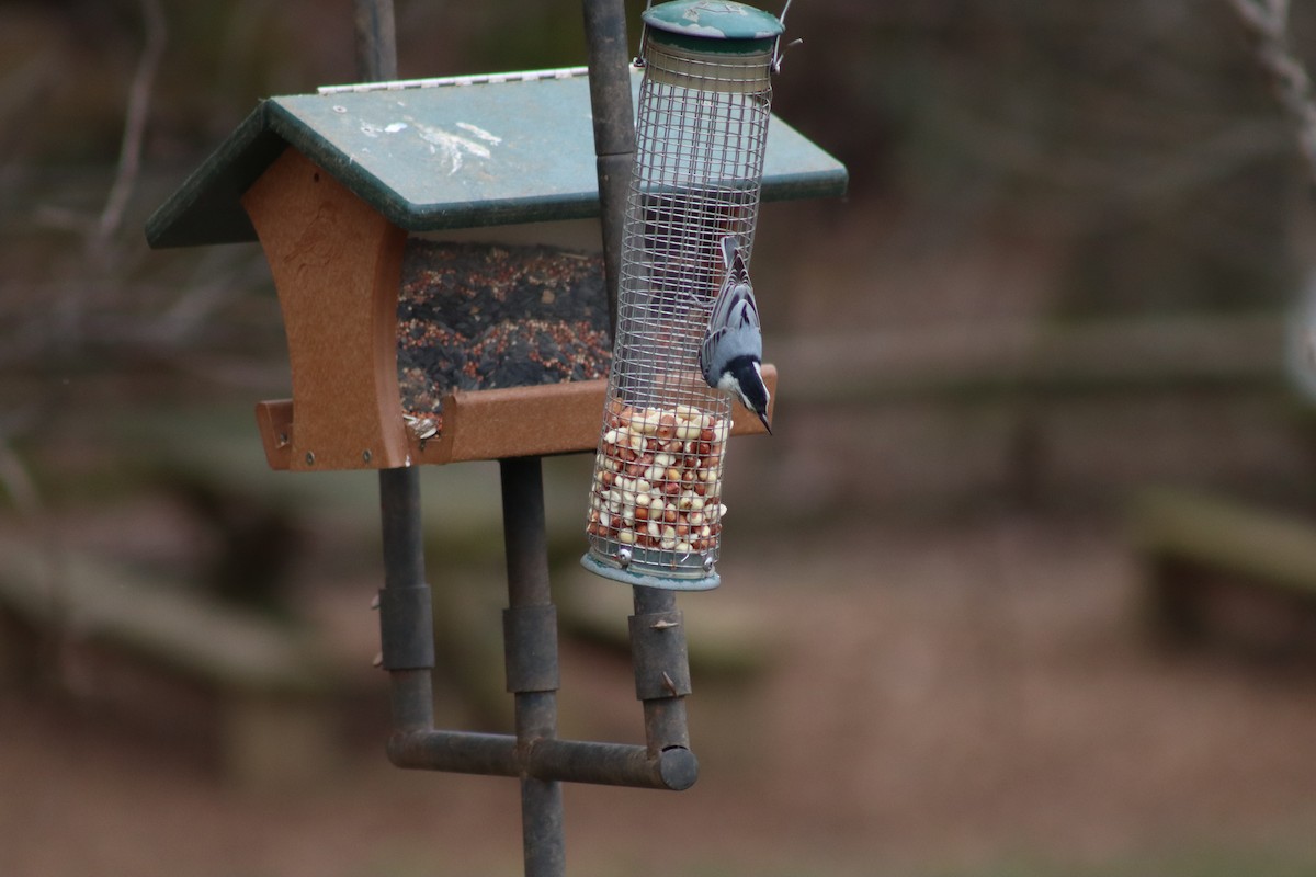 White-breasted Nuthatch - ML614624900