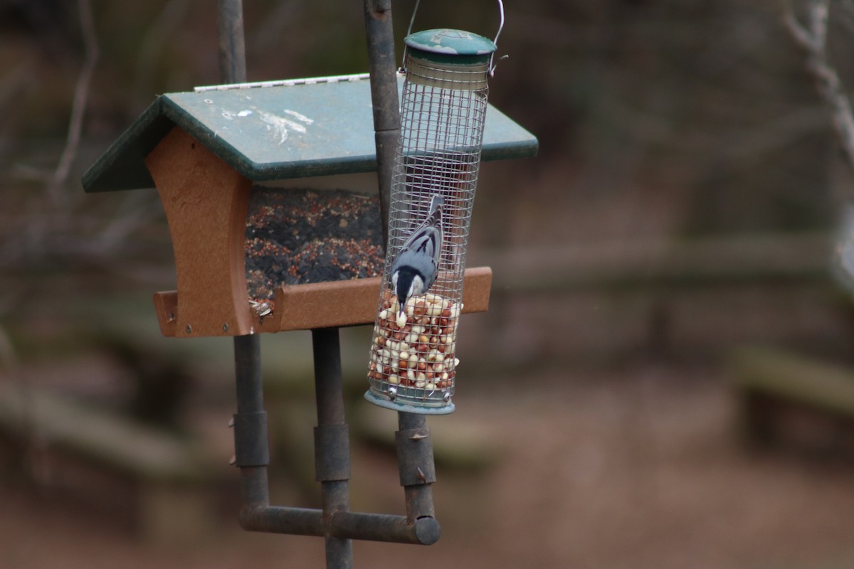 White-breasted Nuthatch - ML614624901