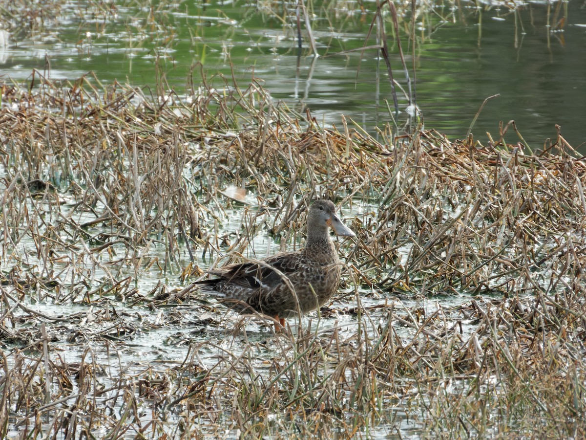 Northern Shoveler - Antonio Aguilar