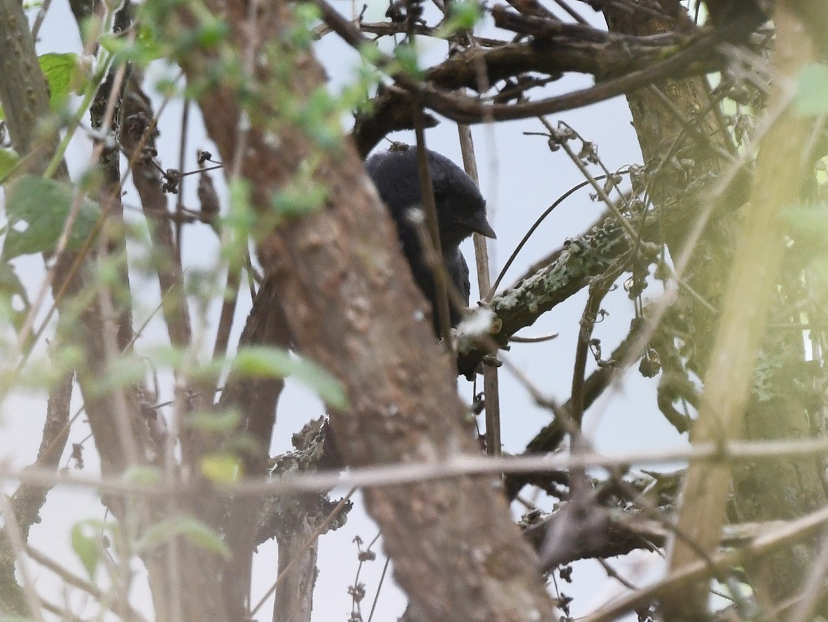 Neblina Tapaculo - ML614624941