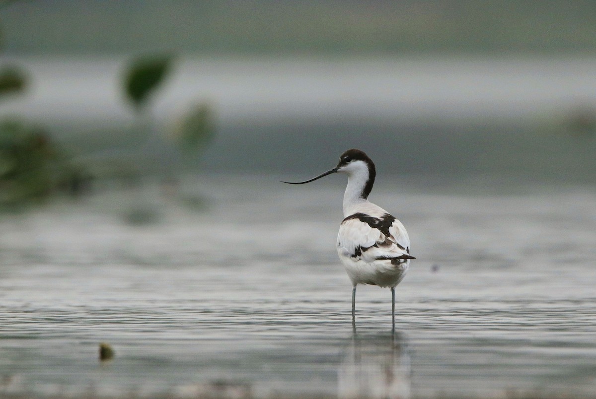 Pied Avocet - ML614624951