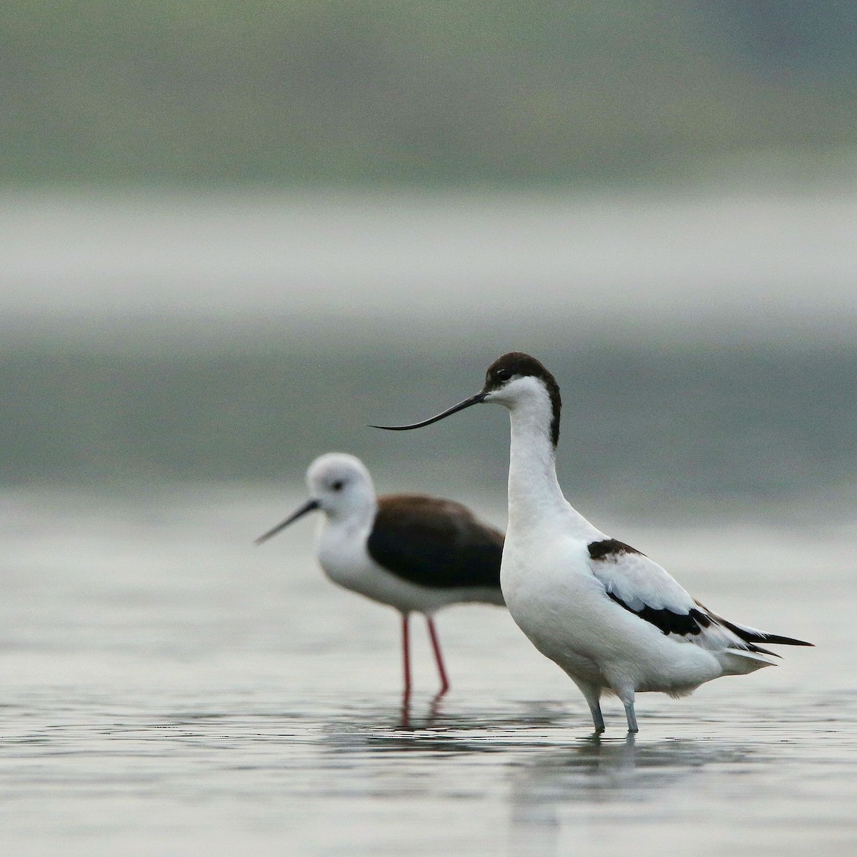Pied Avocet - ML614624952