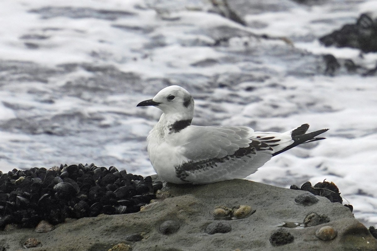 Mouette tridactyle - ML614624963