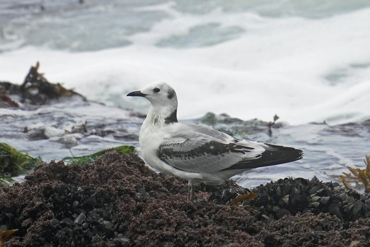 Mouette tridactyle - ML614624966