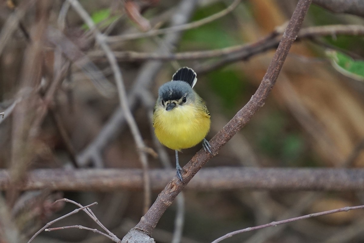 Maracaibo Tody-Flycatcher - ML614624967