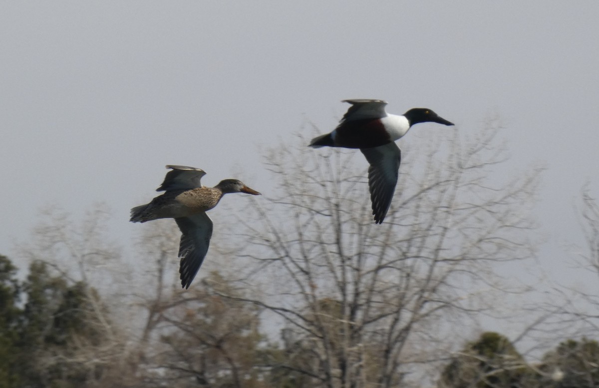 Northern Shoveler - Gerald "Jerry" Baines