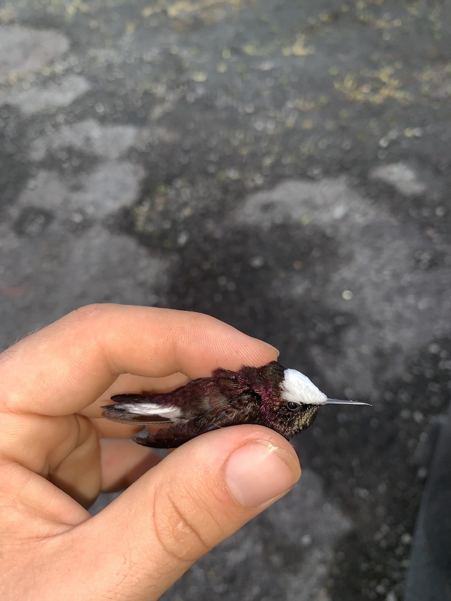 kolibřík běločelý - ML614624976