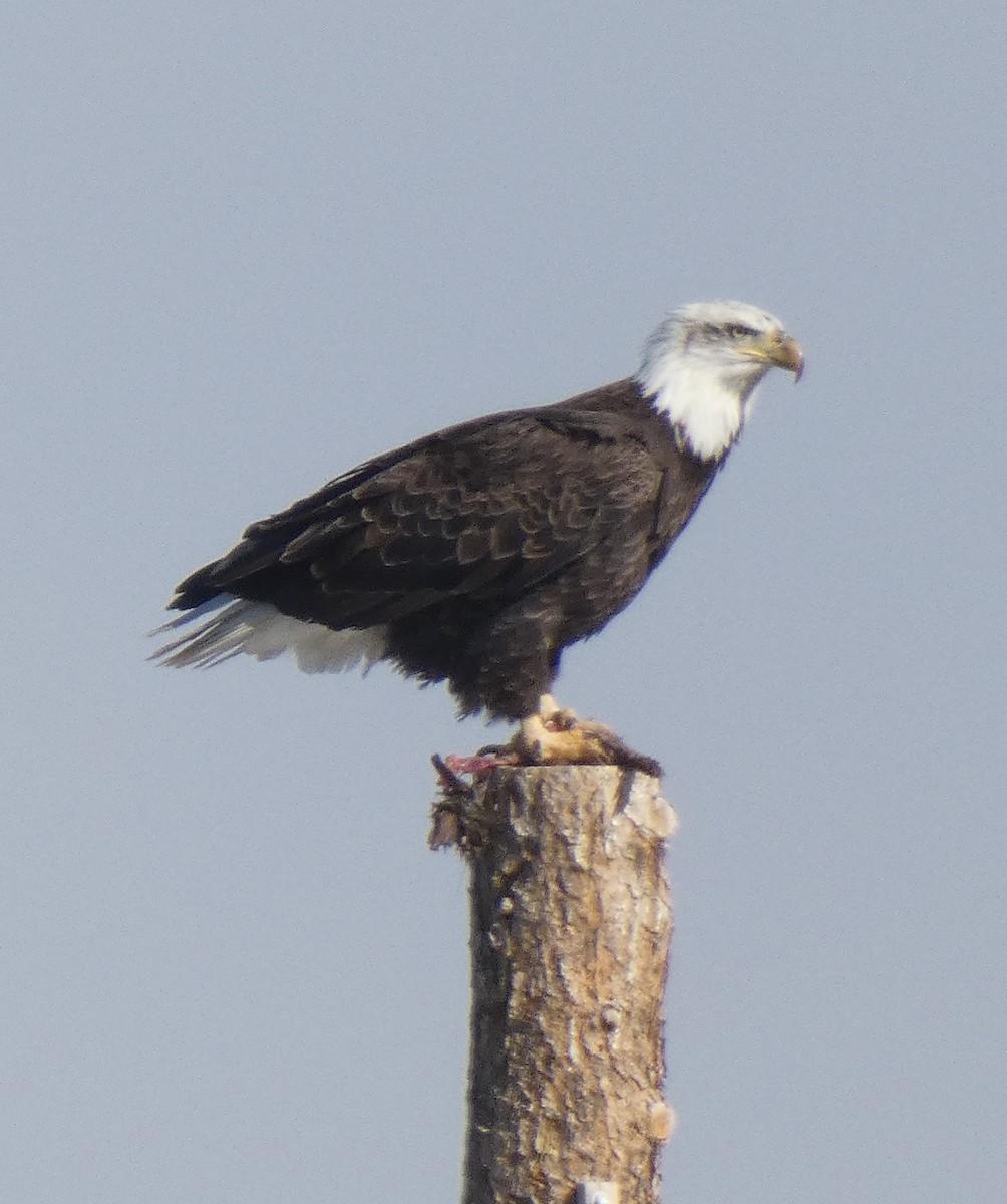 Bald Eagle - Gerald "Jerry" Baines