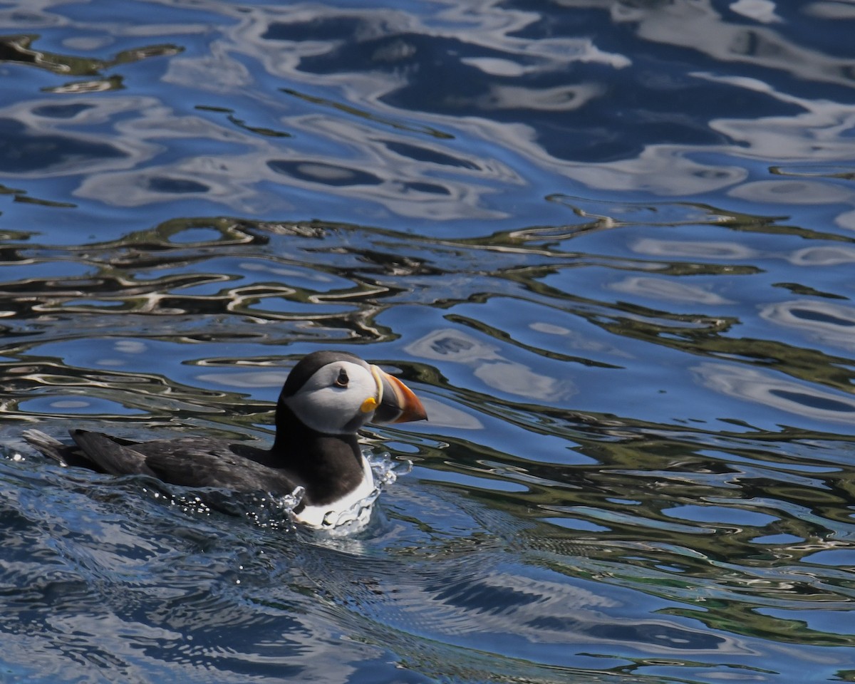 Atlantic Puffin - Laura  Wolf