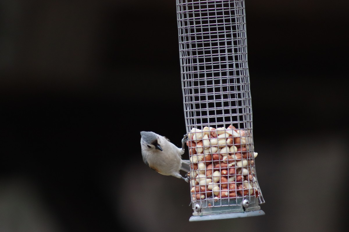 Tufted Titmouse - ML614625022