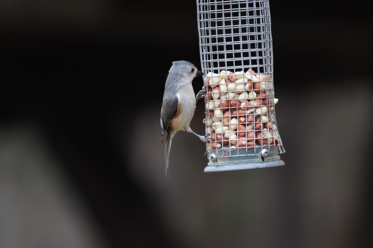 Tufted Titmouse - ML614625024