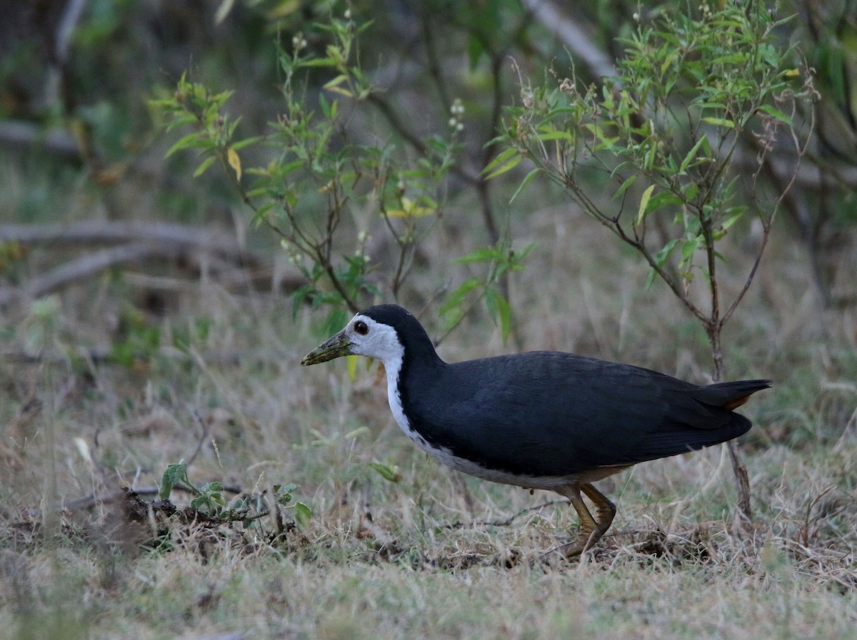 White-breasted Waterhen - ML614625042