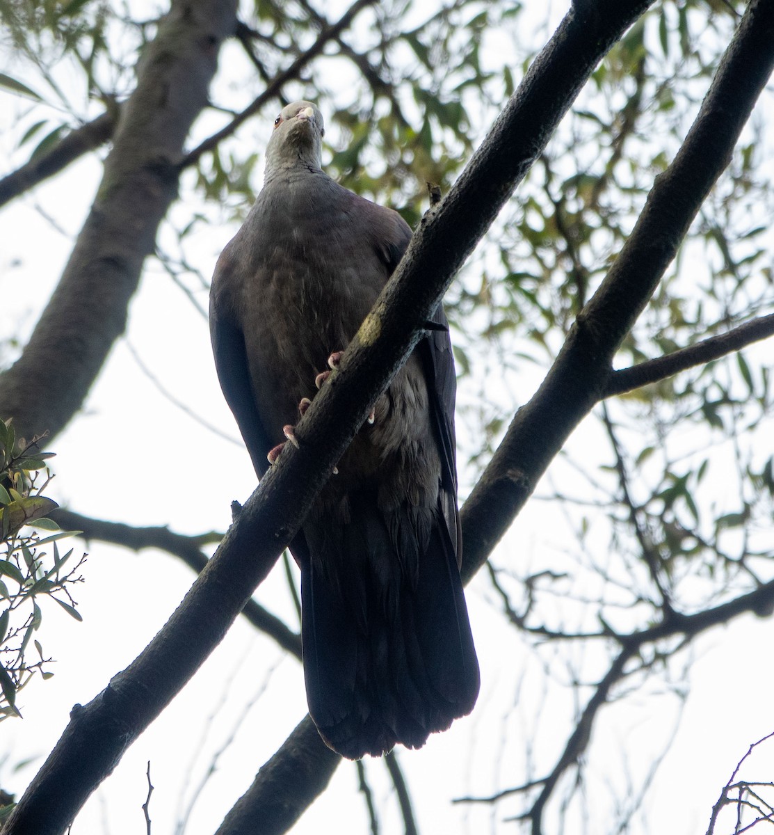 Nilgiri Wood-Pigeon - ML614625047